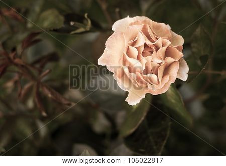 Rose Flowers