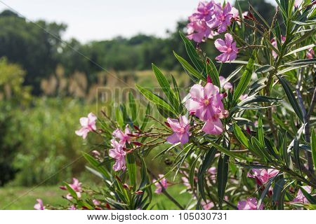 Oleander shrub, Pink flowers