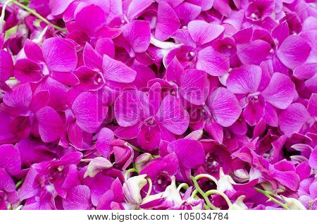 Beautiful Pink Orchid Background