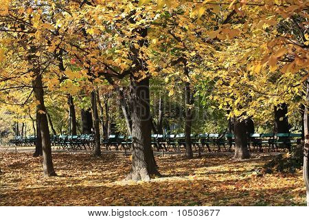 Autumn in the park