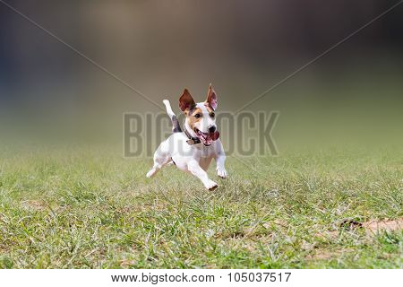 jack russell jumping at a park.