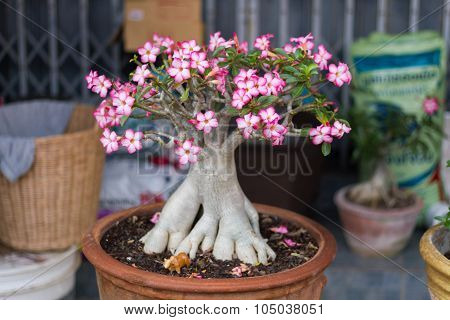 Aenium Tree - Socotra , Rose Desert