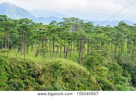Pine Forest