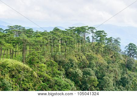 Pine Forest