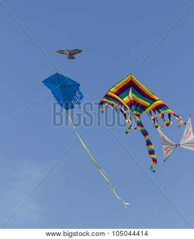 Sky Full Of Kites