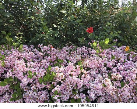 Blooming Hedge