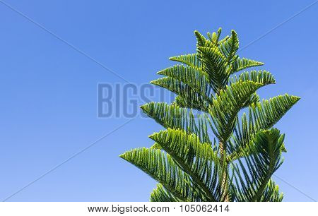 Closeup Of Nolfolk Island Pine Leaves
