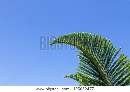Closeup Of Nolfolk Island Pine Leaves