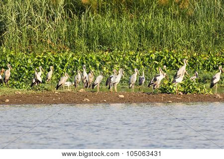 Flock Of Asian Openbill In Marsh