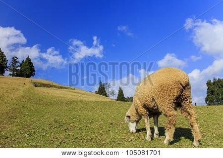 Close Up Sheep And Grasses Field At Chingjing, Taiwan