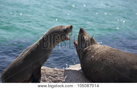 Fur Seals Interacting Arguing