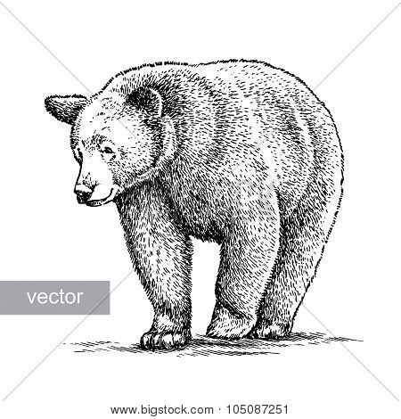 engrave bear illustration