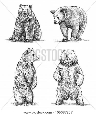engrave bear illustration
