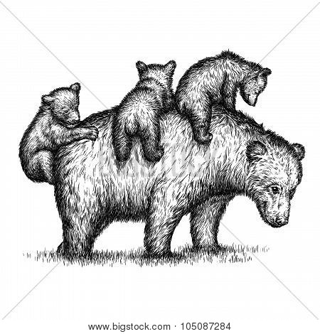 engrave bear illustration