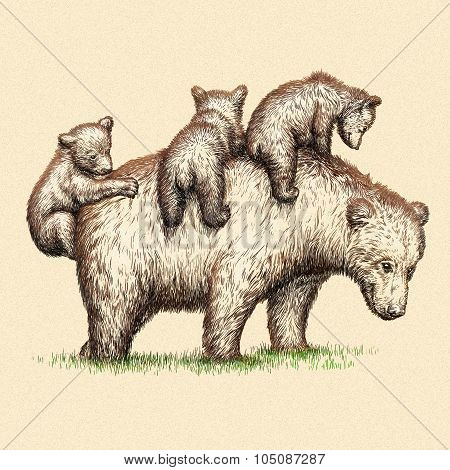engrave bear illustration