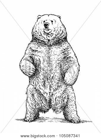 engrave bear illustration
