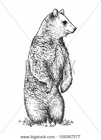 engrave bear illustration