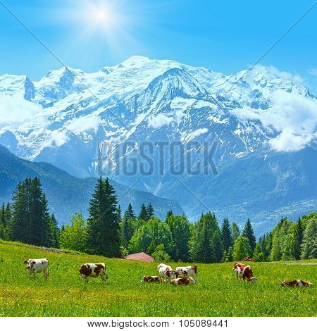 Herd Cows On Glade And Mont Blanc Mountain Massif View