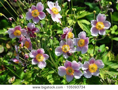 Japanese Anemone (anemone Hupehensis)