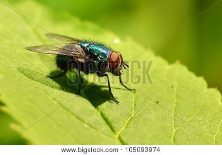 Blowfly