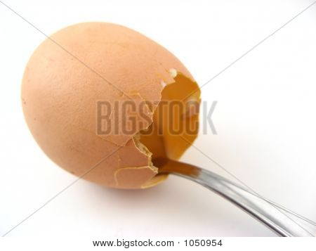 Egg Shell