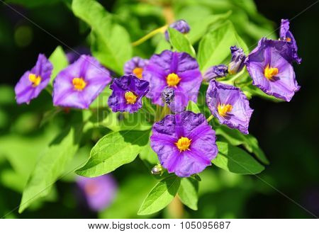 Blue Potato Bush (lycianthes Rantonnetii)