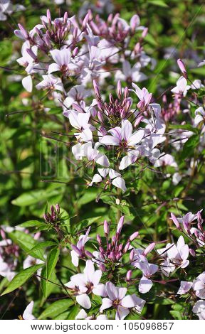 Spider Flower (tarenaya Hassleriana)