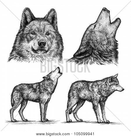 engrave wolf illustration