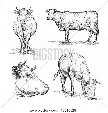 engrave cow illustration