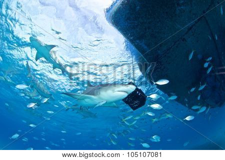 Shark diving