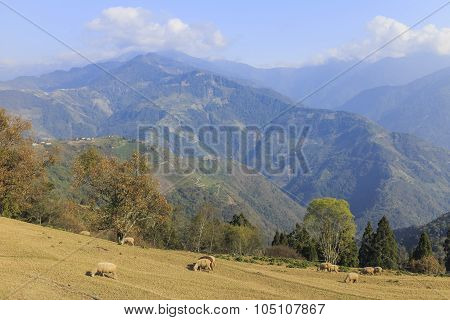 Close Up Sheep And Grasses Field At Chingjing, Taiwan