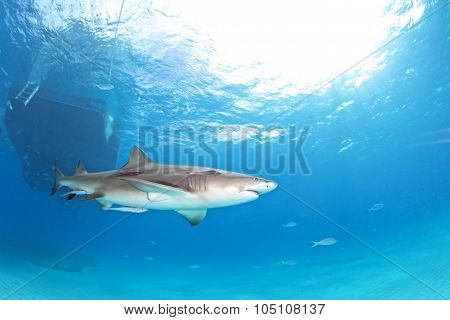 Shark diving