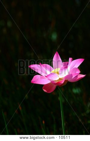 Loto rosa 4