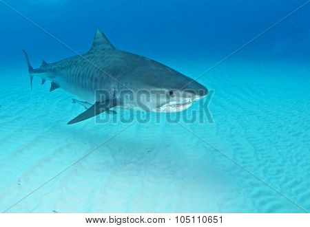 Shark diving