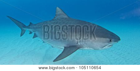 Shark diving
