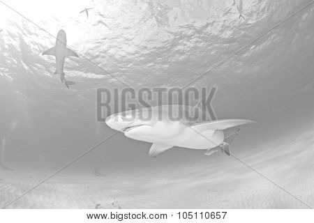 Shark diving