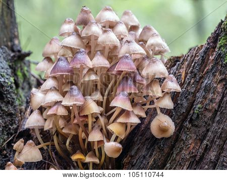 Group of toadstool fungi growing in the forest