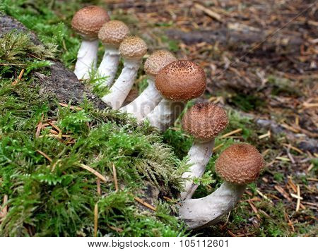 Honey Mushrooms - Armillaria ostoyea