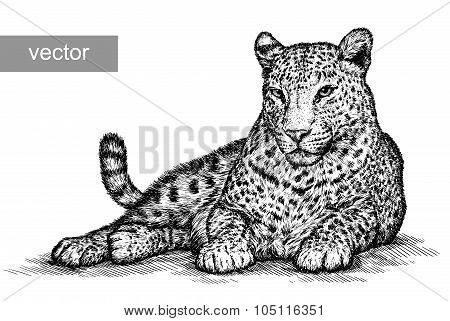 engrave leopard illustration