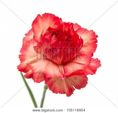 Variegated Carnation