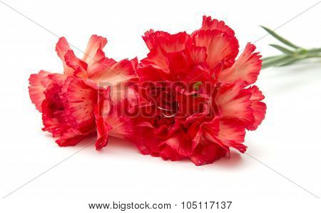 Variegated Carnation