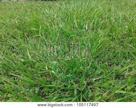 Grass