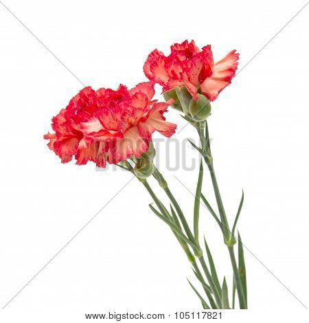 Variegated Carnation