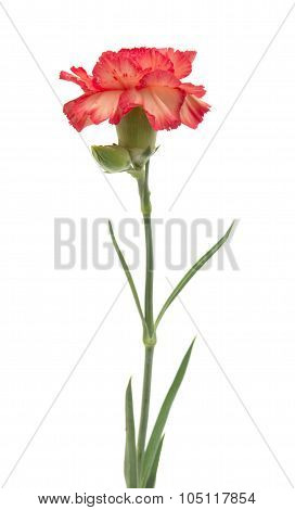 Variegated Carnation
