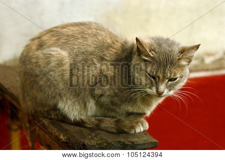 Grey Cat