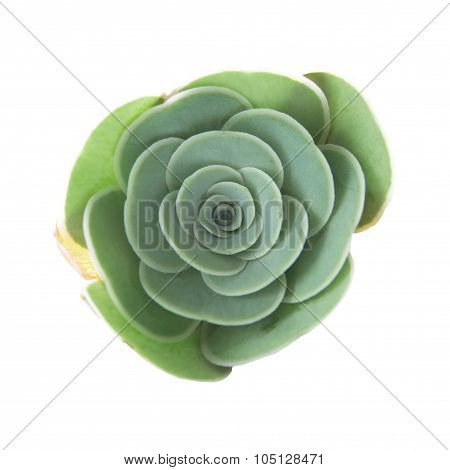 Flora Of Gran Canaria - Small Aeonium Plant