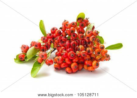 Pyracantha, Firethorn