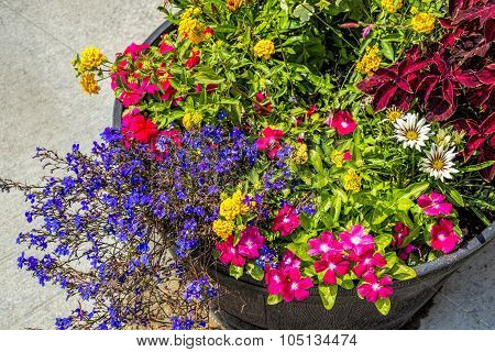 Hardin Montana local colorful flowers in pot