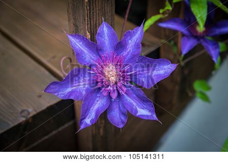 Blue Clematis