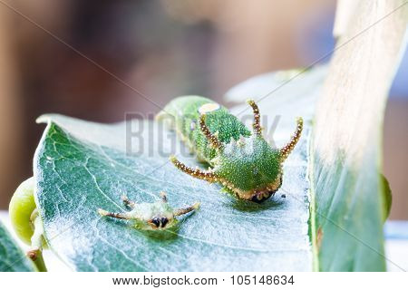 Caterpillar Of Tawny Rajah Butterfly With Old Mask